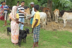Animal Health Camp 2014 (Chotobainan) 026
